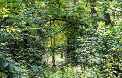 Evergreen Lane, Mineral Bluff, GA 30559