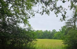 52.0 acres Co Rd 321, Moulton, AL 35650