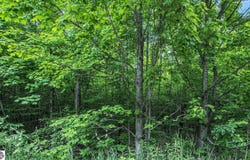 V/L Parcel B Lamerson Lane, Interlochen, MI 49643