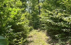 17290 County Road 468, Newberry, MI 49868