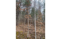 Cow Creek (Map 015-00-00-034), Salyersville, KY 41465