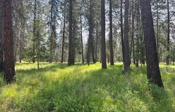 203 EAGLE DR, CHEWELAH, WA 99109