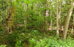 L11 Peraglie Road, Jefferson, NY 12093