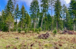 Nhn Big Fir Drive, Thompson Falls, MT 59873