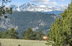 141 Palisade Mountain Dr, Drake, CO 80515