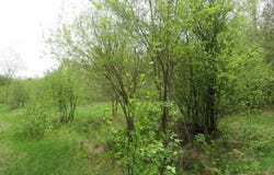 14108 Fire Tower Road, Sidnaw, MI 49961