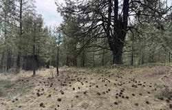 Sunset Loop lot: 16, Cascade, ID 83611
