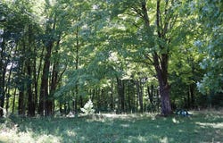 Peeble Lane, Wurtsboro, NY 12790