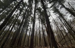 White Road, Dickinson, NY 12980