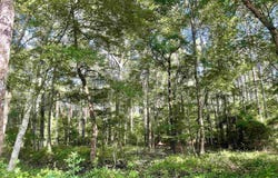 CR 1112, Atlanta, TX 75551