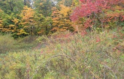74016 Ridgeway Drive, Lawton, MI 49065