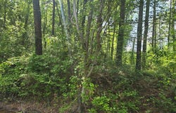 279 County Road 53, Skipperville, AL 36374