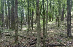 1 COUNTY ROAD 670, RANBURNE, AL 36273