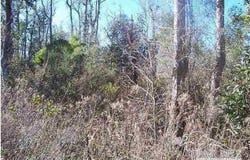 Doc Whitfield Rd, Wewahitchka, FL 32465
