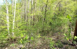 Bannick Springs Road, Whittier, NC 28789