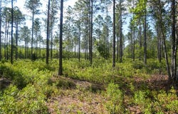 5015 Wood Duck Branch Rd, Blackshear, GA 31516
