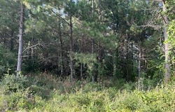 TBD CR 1060, Center, TX 75935