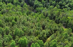 0 Hwy 17, Butler, AL 36904