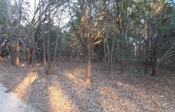 41 Bonaparte Trail, Elloree, SC 29047