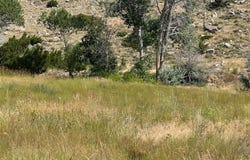 TBD Wall St, Cody, WY 82414