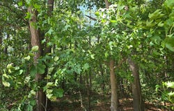 0 Lee-Johnson Road, Dunn, NC 28334