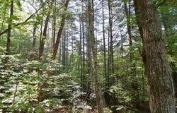Lot 6 Baker Lane, Hiawassee, GA 30546