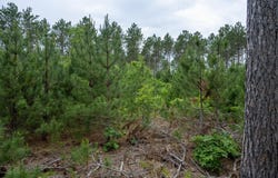 Lot 5 Bollig Court, Nekoosa, WI 54457