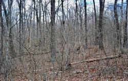 TBD AR-16, Pettigrew, AR 72752