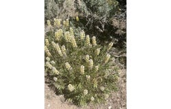 009-37G-002, Montello, NV 89830