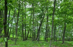 5585 Woods Bay Drive NE, Crooked Lake Twp, MN 56662