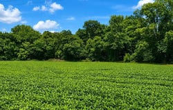 8539 CAMPGROUND Rd, Drummonds, TN 38023