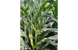 20 320th Avenue, Ellston, IA 50074
