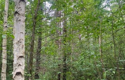 On Knowles Road, Loretta, WI 54896