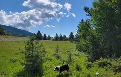 Nhn Mt Hwy 1 W, Anaconda, MT 59711
