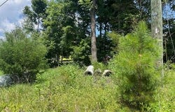1431 Rock Creek Dairy Road, Whitsett, NC 27377