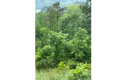 300 Block ANGEL, Amity, AR 71921