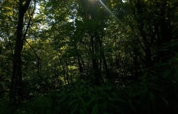 0 Twp Rd 272, Lewisville, OH 43754