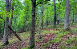 137  Otter Run-Drift Fork, Elizabeth, WV 26143