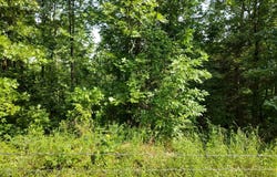 0 Greers Ferry Road, Greers Ferry, AR 72067