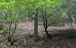 Wildwood Trail, Ellijay, GA 30540