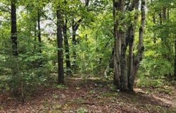 Tbd Mill Creek Road, Cedar Grove, NC 27231