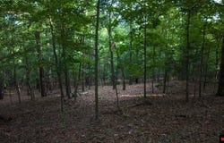 CR 804 lot: 2, Gamaliel, AR 72537