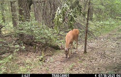 20 Acres W Poertner Road, Neillsville, WI 54456