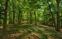 Gadsden Road, Cave Spring, GA 30124