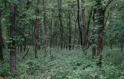 Williow Avenue, Kent, IA 50851
