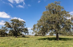 Tbd Lot 1 Zack LN, Smithville, TX 78957