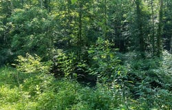 00 SE Licking River Rd., Gunlock, KY 41640