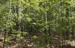106 Dutchmans Pipe Trail, Sunset, SC 29685