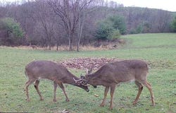 0 Alfred Brown Rd, Dexter City, OH 45727