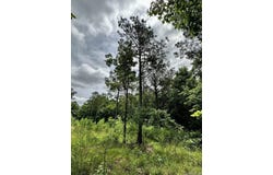 TBD Dream Lane, Wickes, AR 71973